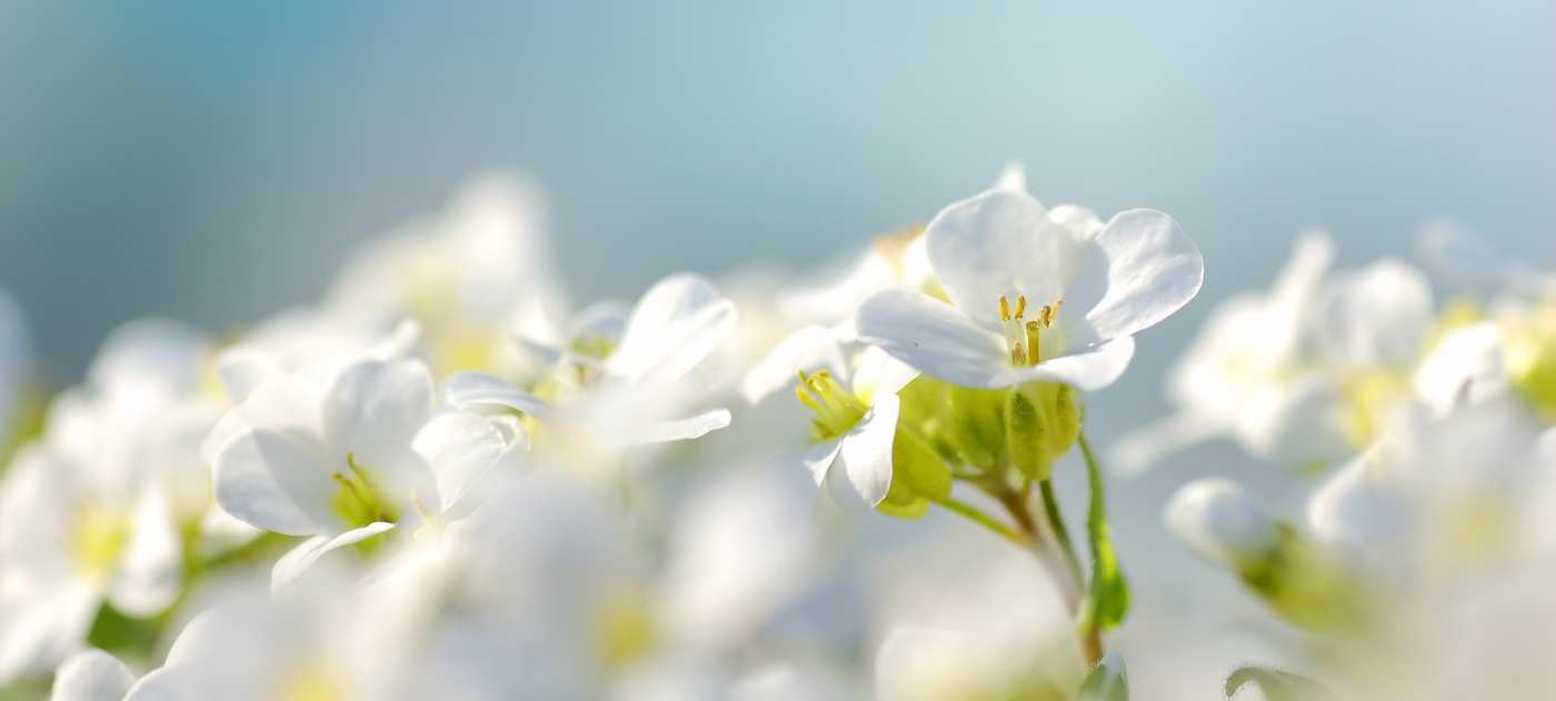 /storage/photos/1/BANNER HEADER ORGONITE/batch_white-flowers-with-blue-background(FILEminimizer).jpg